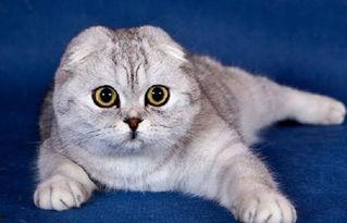 娱乐吃瓜君折耳猫七七